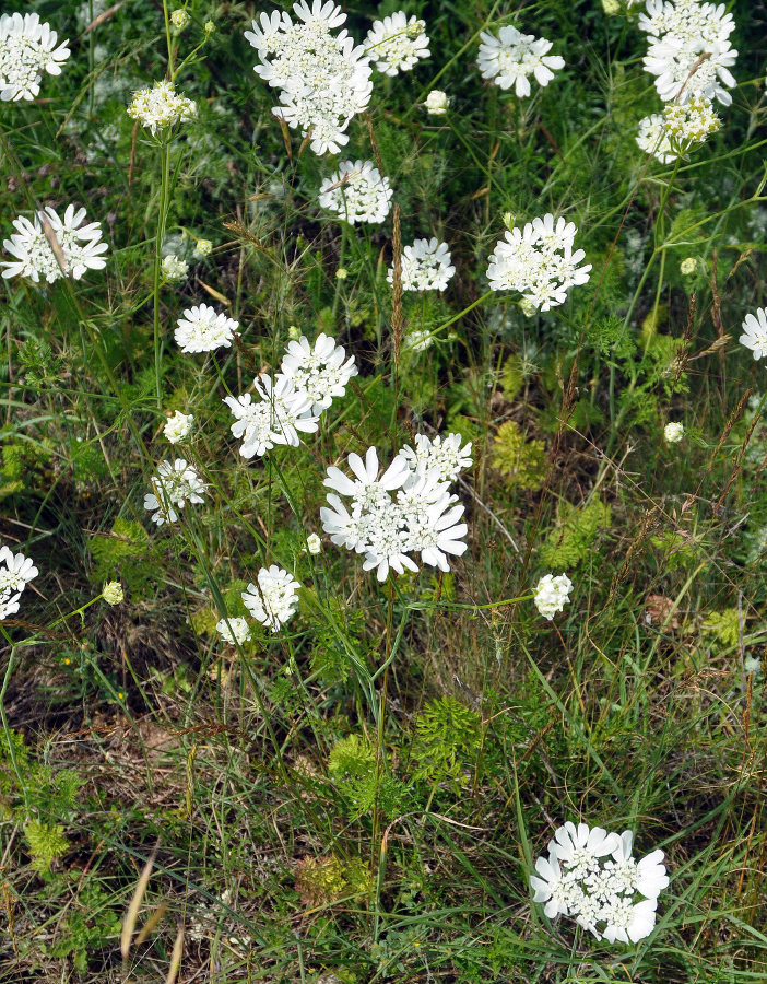 Image of Orlaya grandiflora specimen.