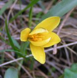 Tulipa uniflora