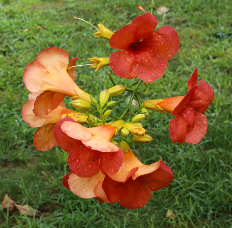 Image of Campsis grandiflora specimen.