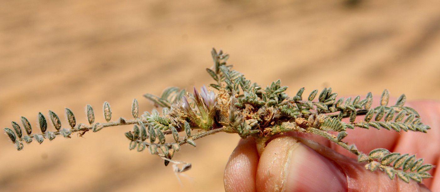 Image of Astragalus tribuloides specimen.