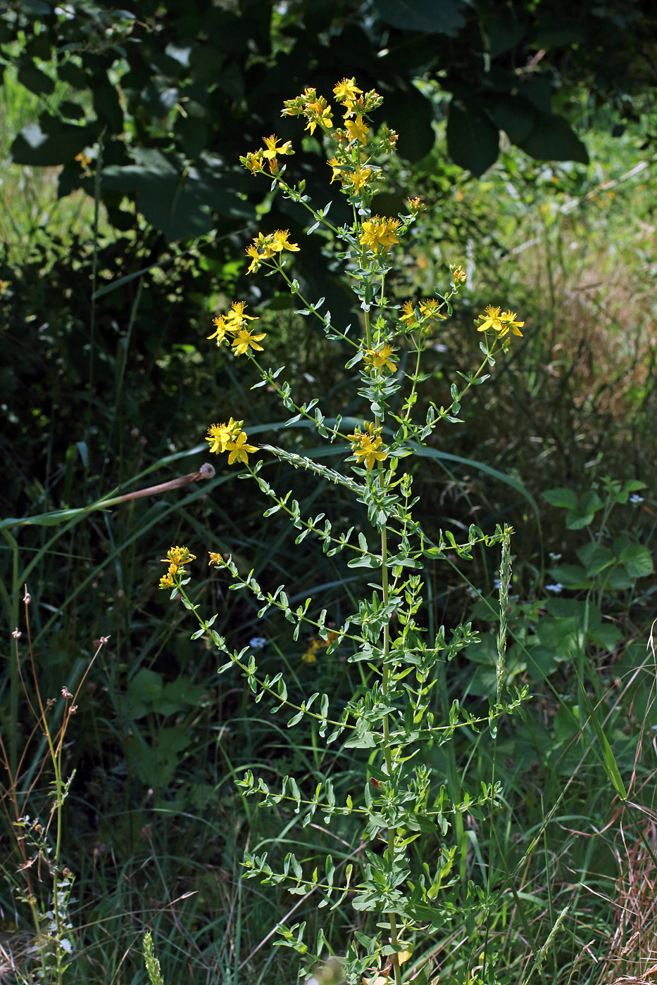 Image of genus Hypericum specimen.