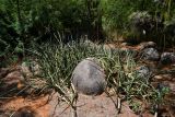 Sansevieria cylindrica. Вегетирующее растение. Израиль, Шарон, г. Тель-Авив, ботанический сад \"Сад кактусов\". 26.06.2017.