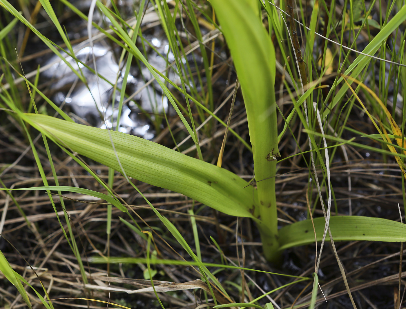 Image of Dactylorhiza incarnata specimen.