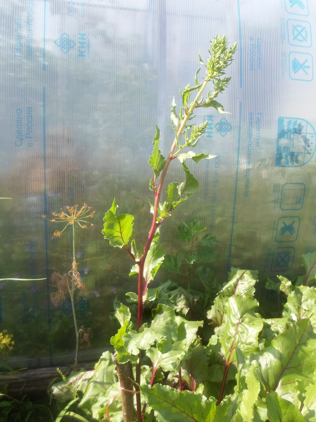 Image of Beta vulgaris specimen.