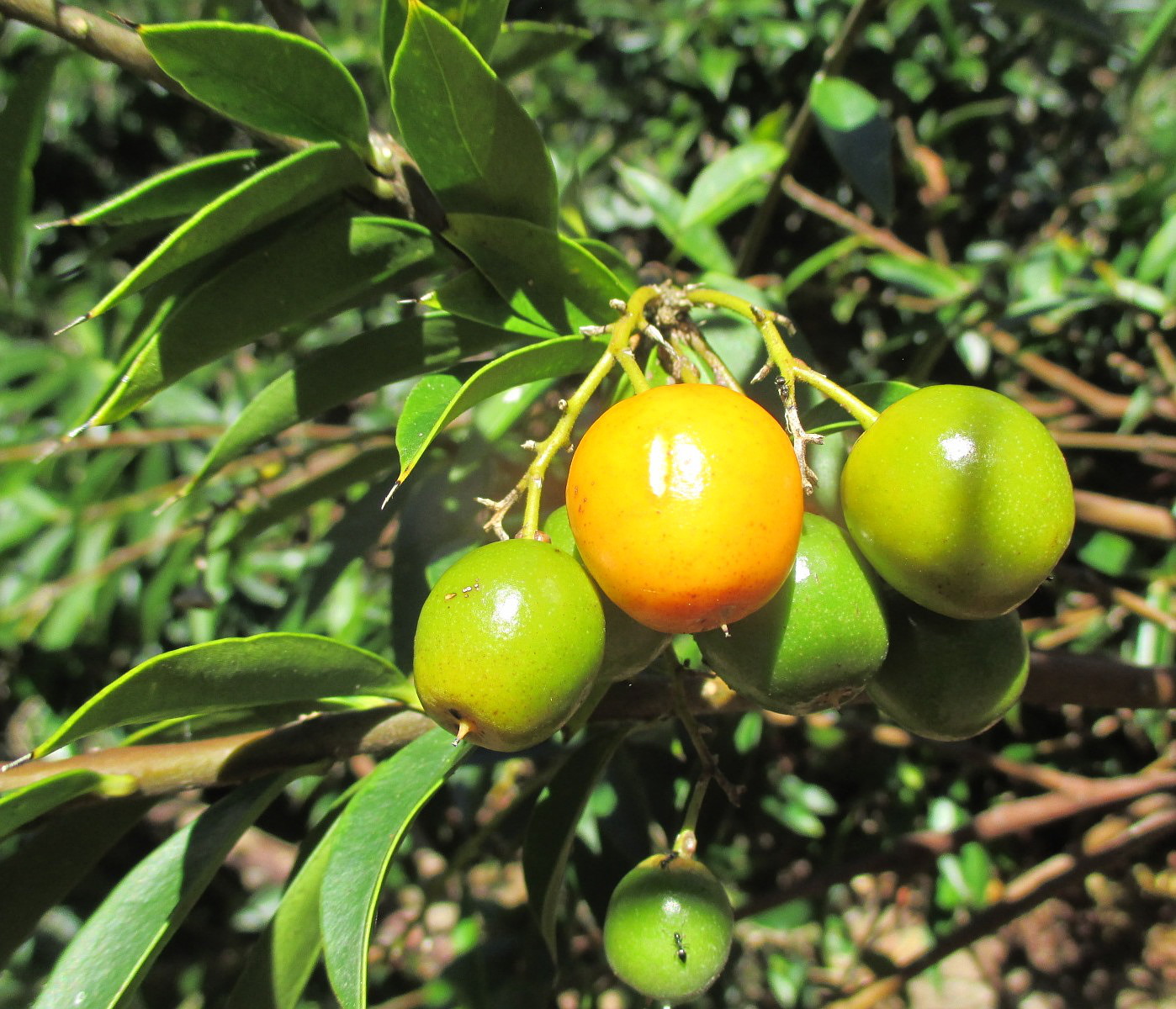 Image of Bonellia macrocarpa specimen.