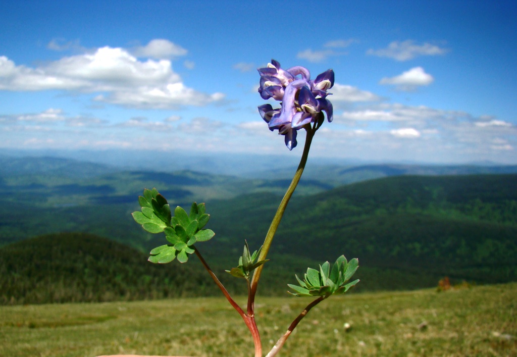 Image of Corydalis pauciflora specimen.