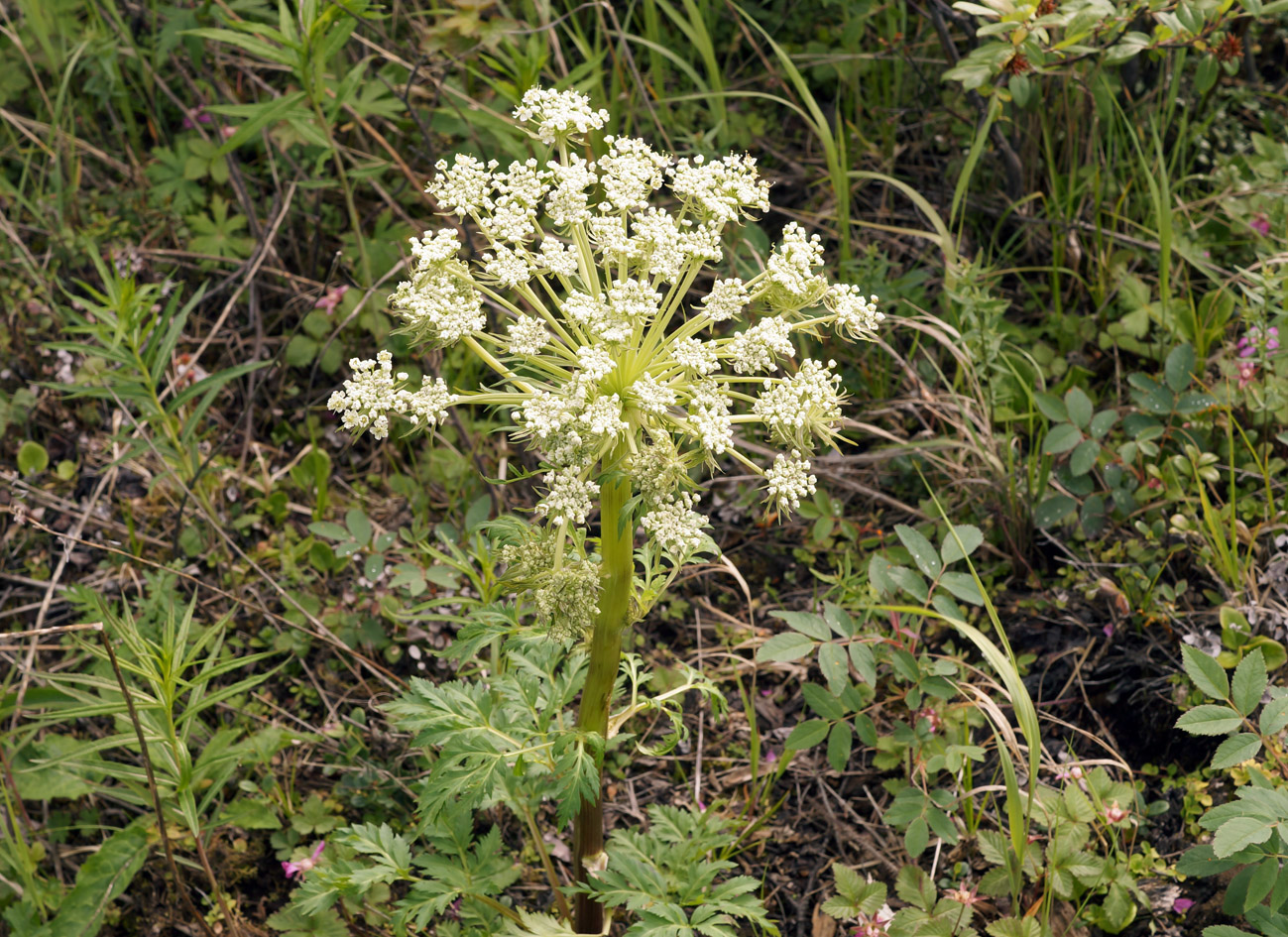 Image of Pleurospermum uralense specimen.