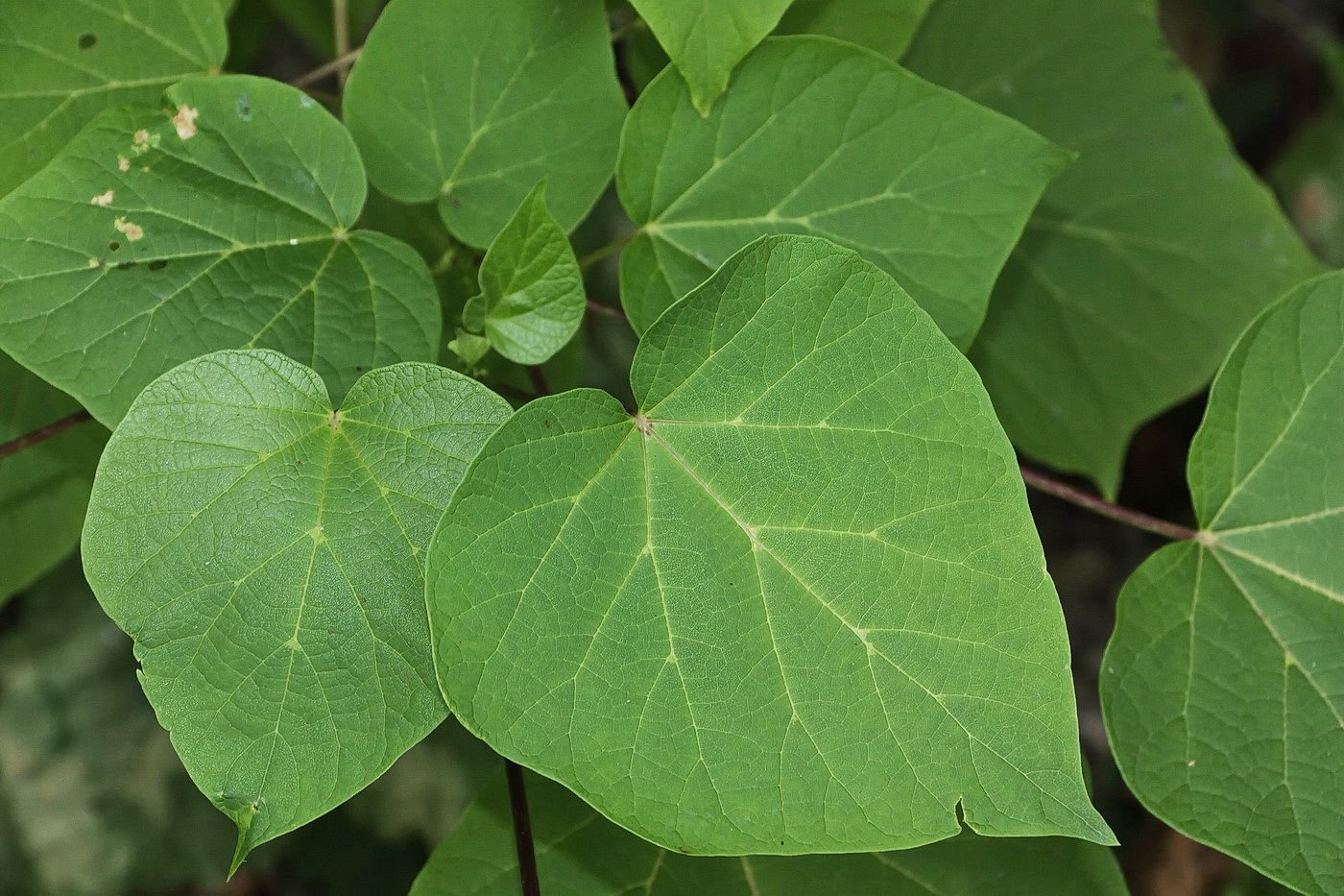 Image of Paulownia tomentosa specimen.