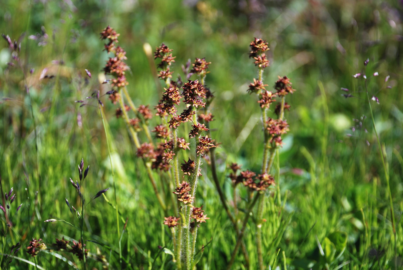 Изображение особи Micranthes hieraciifolia.