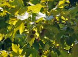 Platanus × acerifolia