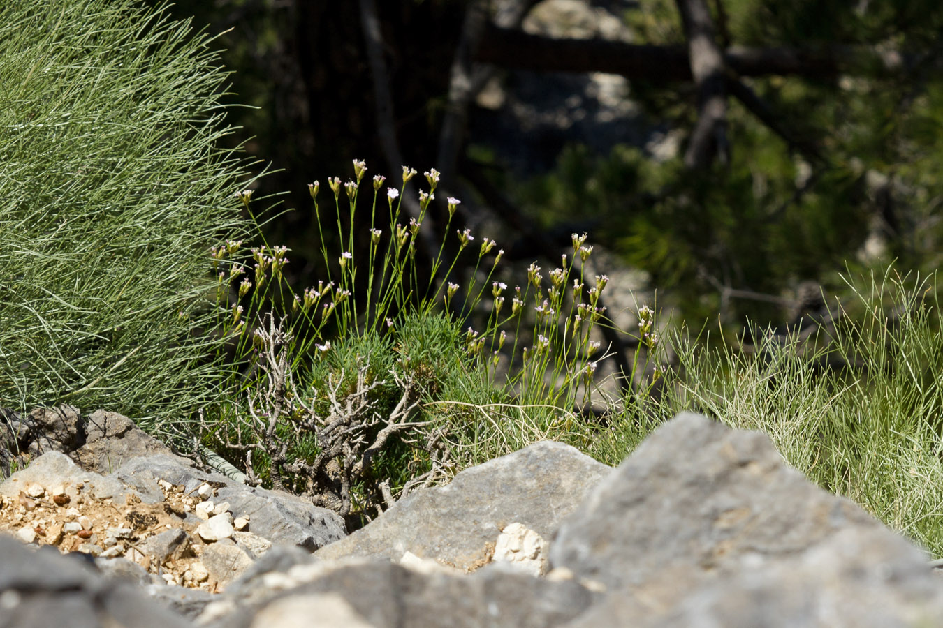 Изображение особи Dianthus juniperinus.