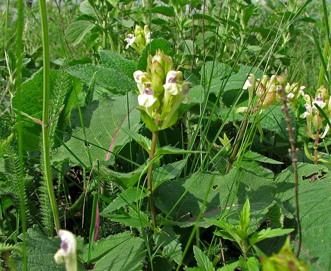 Изображение особи Scutellaria creticola.