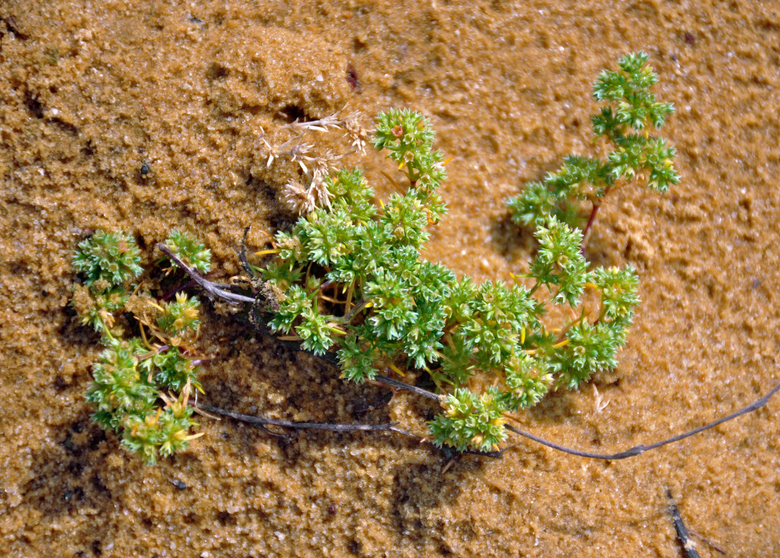 Image of Scleranthus annuus specimen.