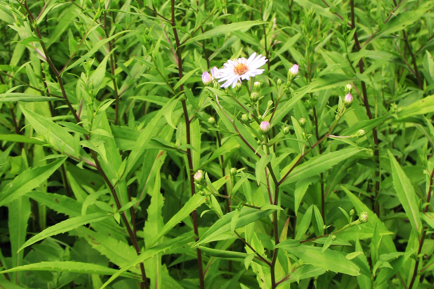 Image of Symphyotrichum &times; salignum specimen.