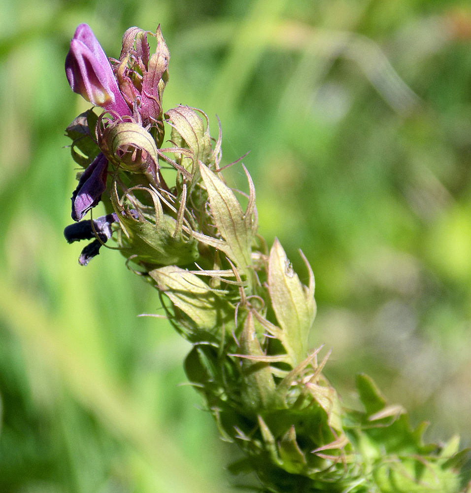 Image of Melampyrum arvense specimen.