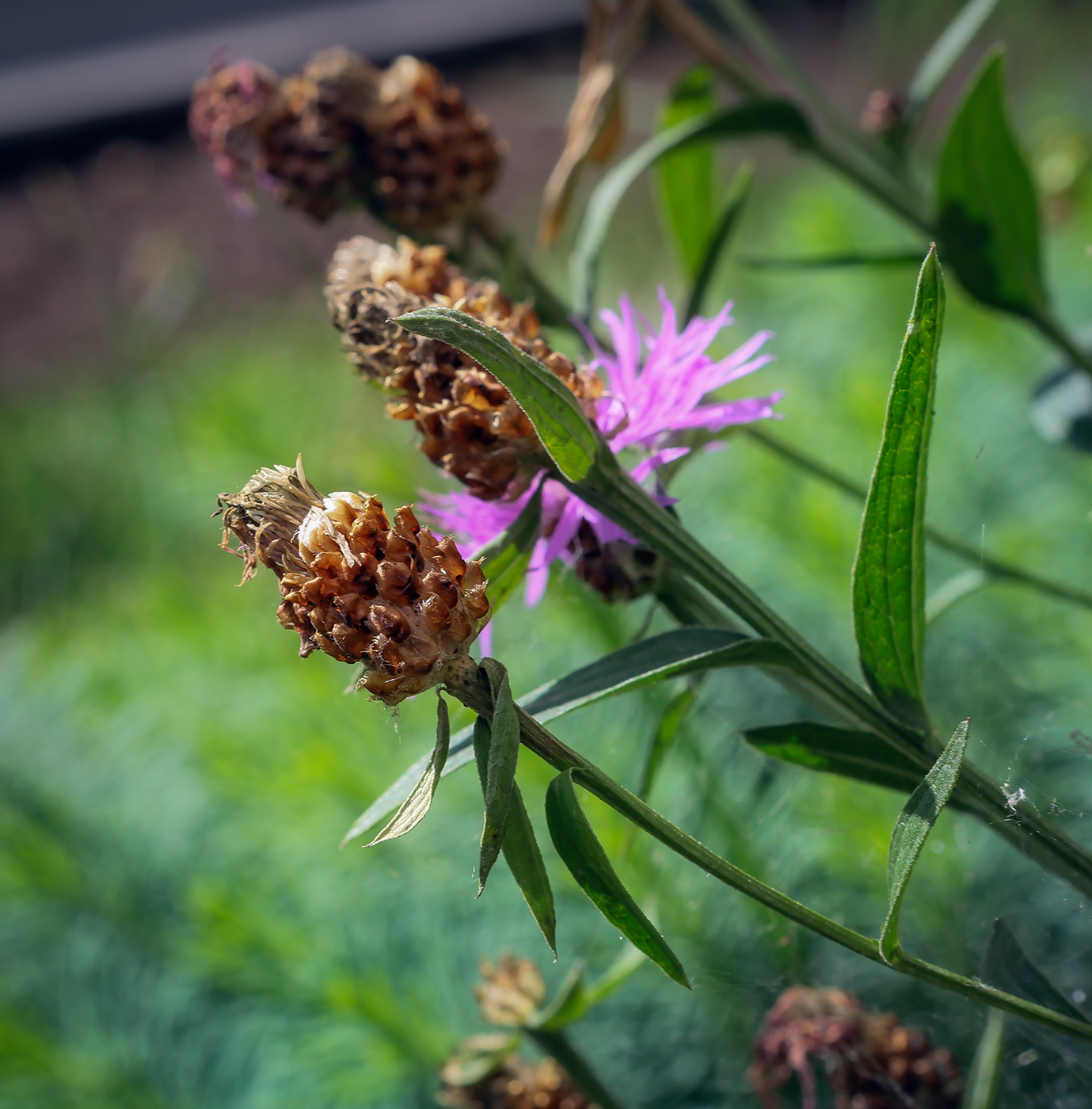 Image of Centaurea jacea specimen.