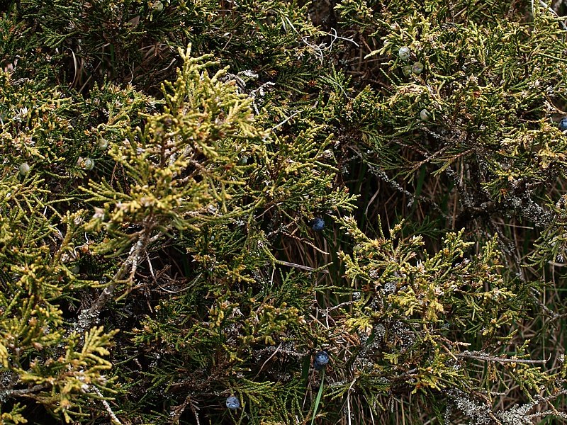 Image of Juniperus sabina specimen.