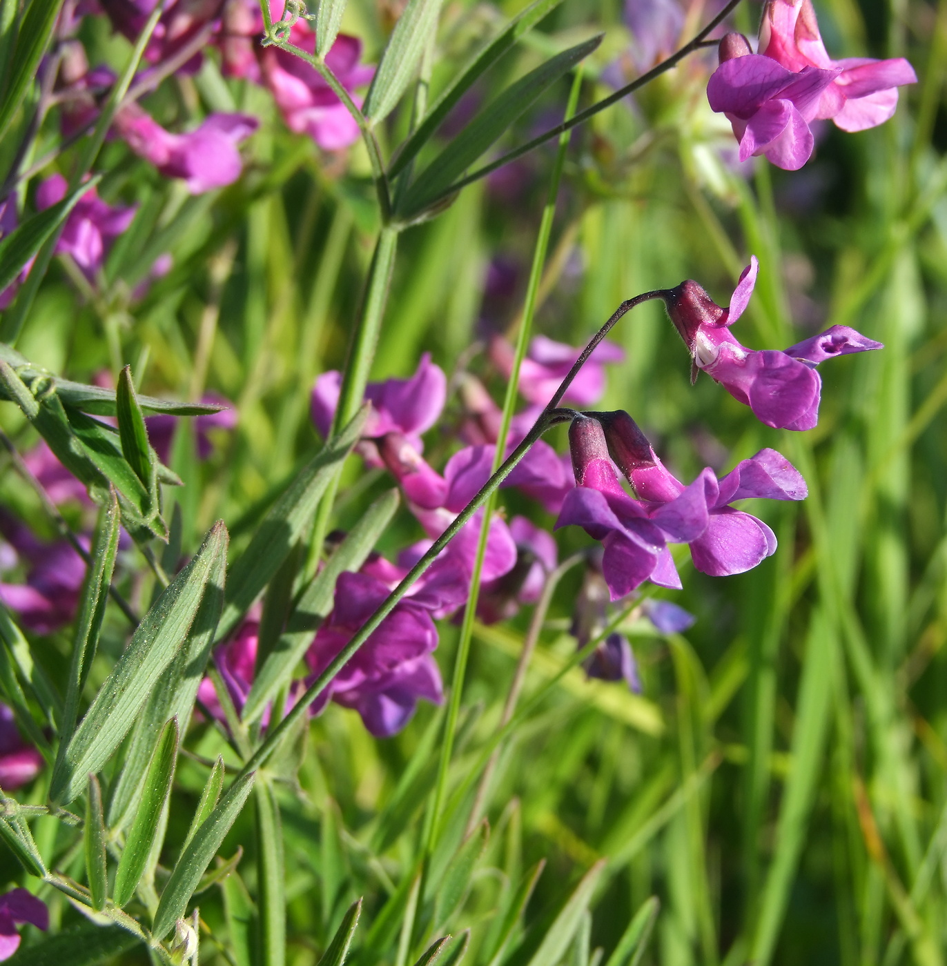 Image of Lathyrus pilosus specimen.