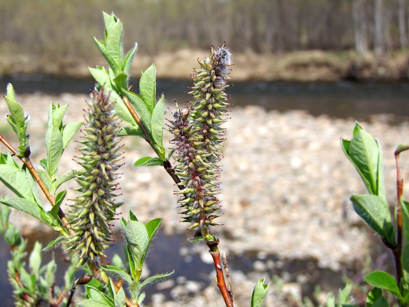 Image of Salix saxatilis specimen.