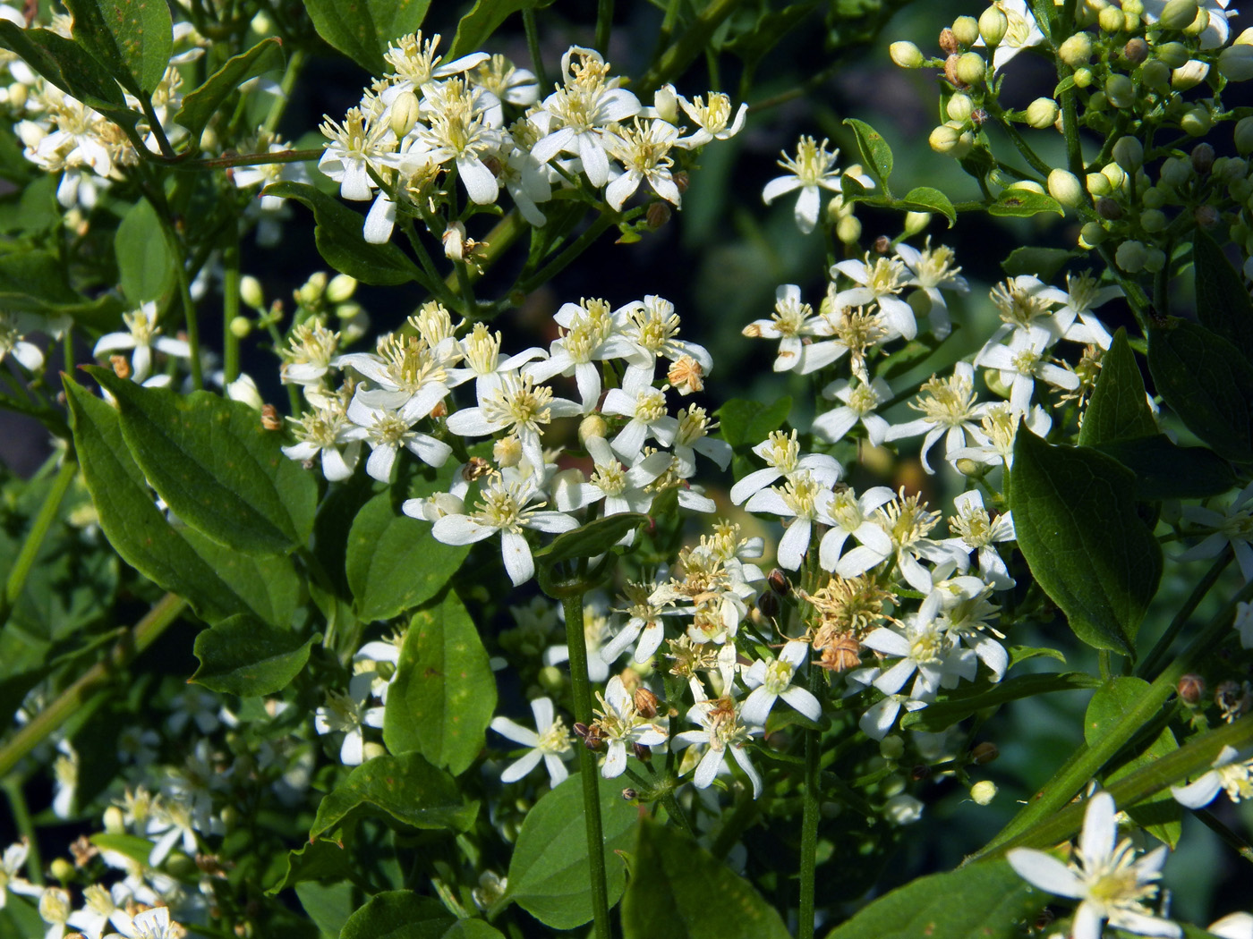 Image of Clematis mandshurica specimen.