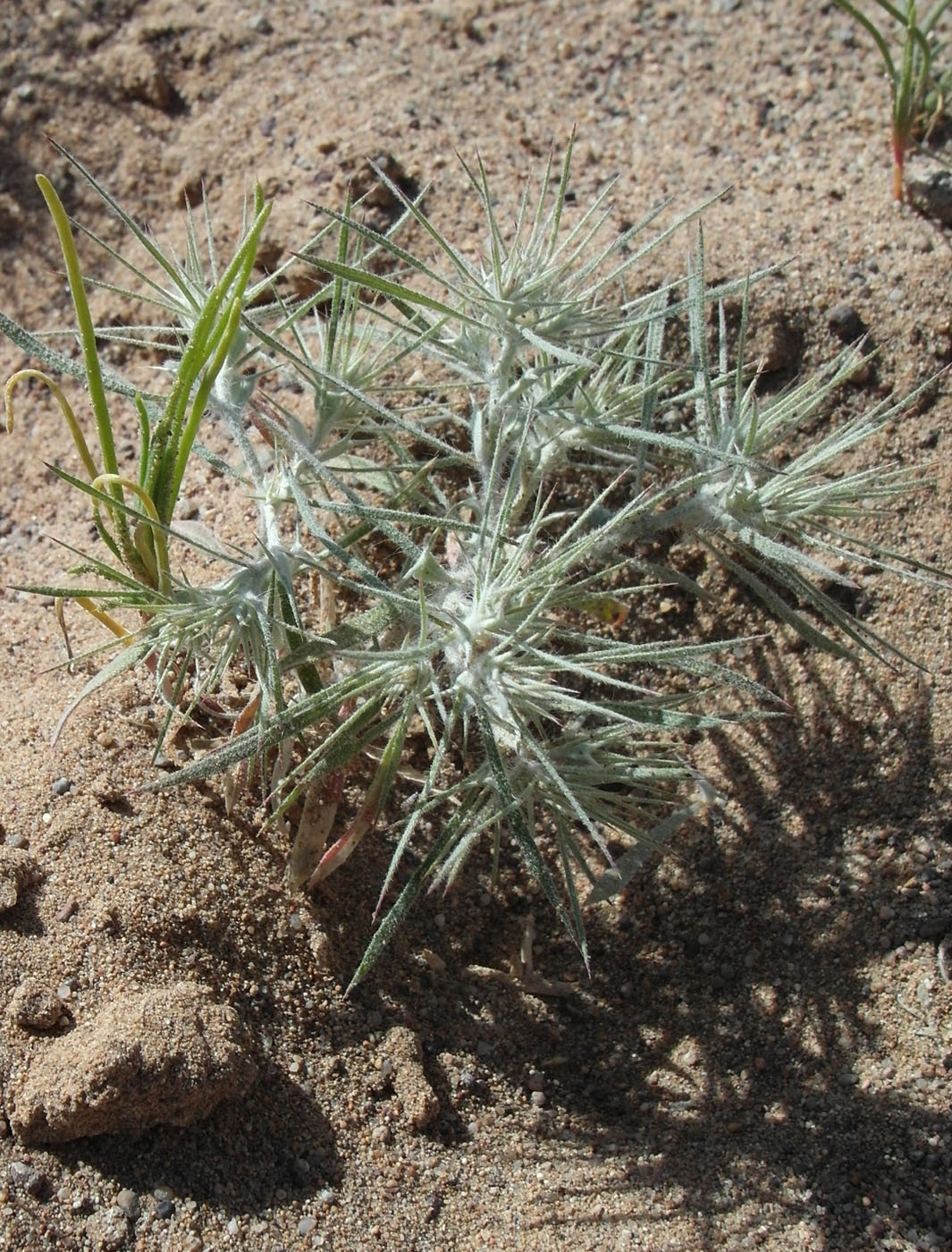 Image of Ceratocarpus utriculosus specimen.