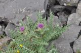 genus Cirsium. Цветущее растение. Грузия, Душетский муниципалитет, левосторонняя морена над оз. Абуделаури, выс. ок 2840 м н.у.м. 02.08.2018.