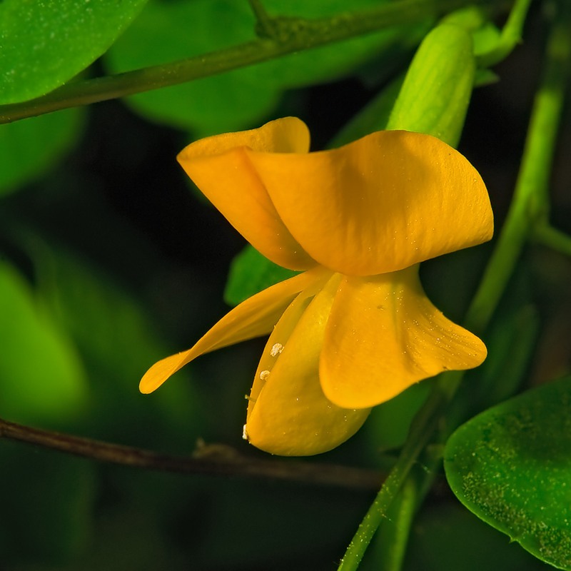 Image of genus Caragana specimen.