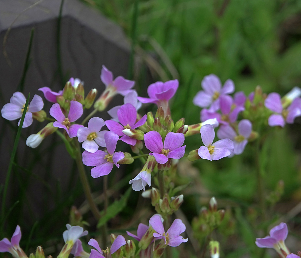 Image of Arabis &times; arendsii specimen.