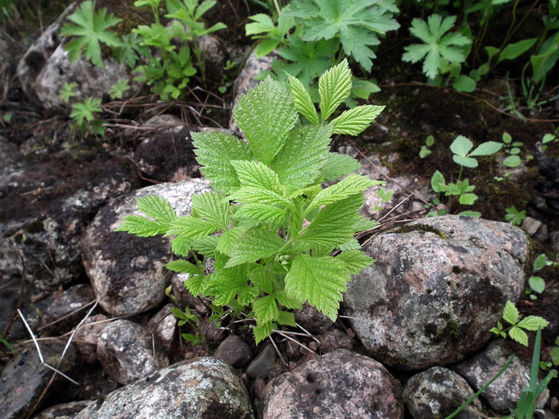 Image of Rubus saxatilis specimen.