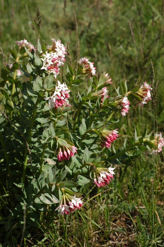 Изображение особи Stelleropsis tianschanica.