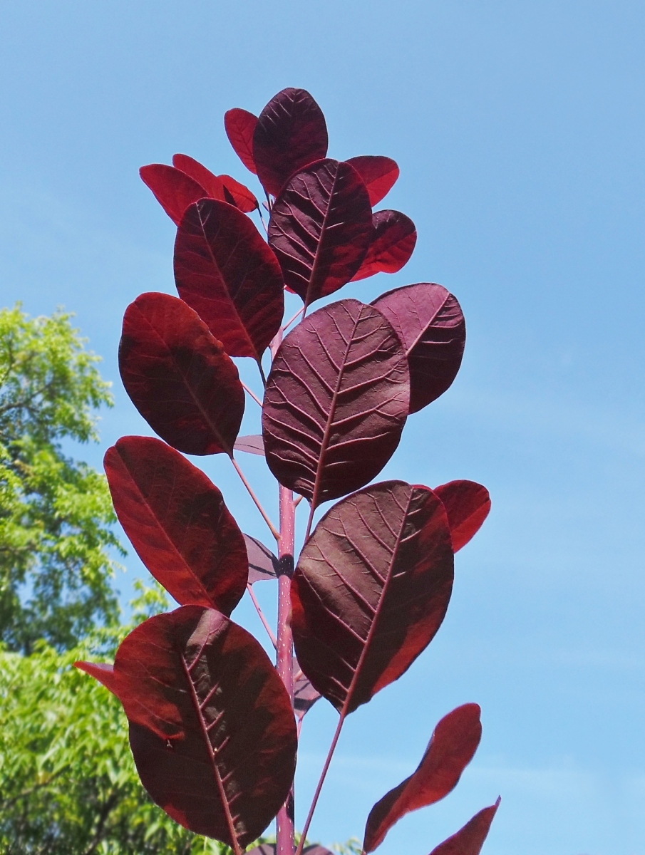 Image of Cotinus coggygria specimen.