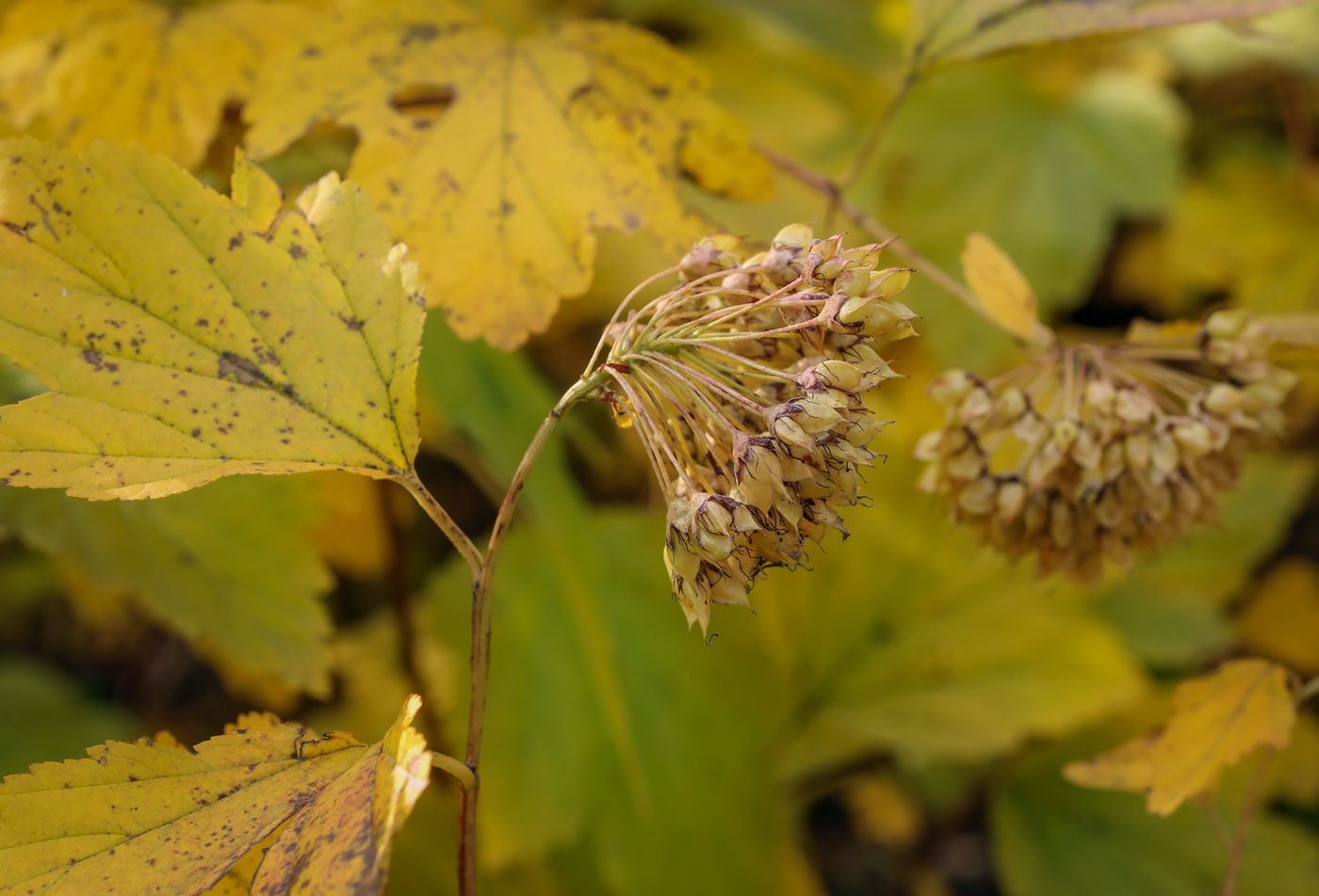 Изображение особи Physocarpus opulifolius.