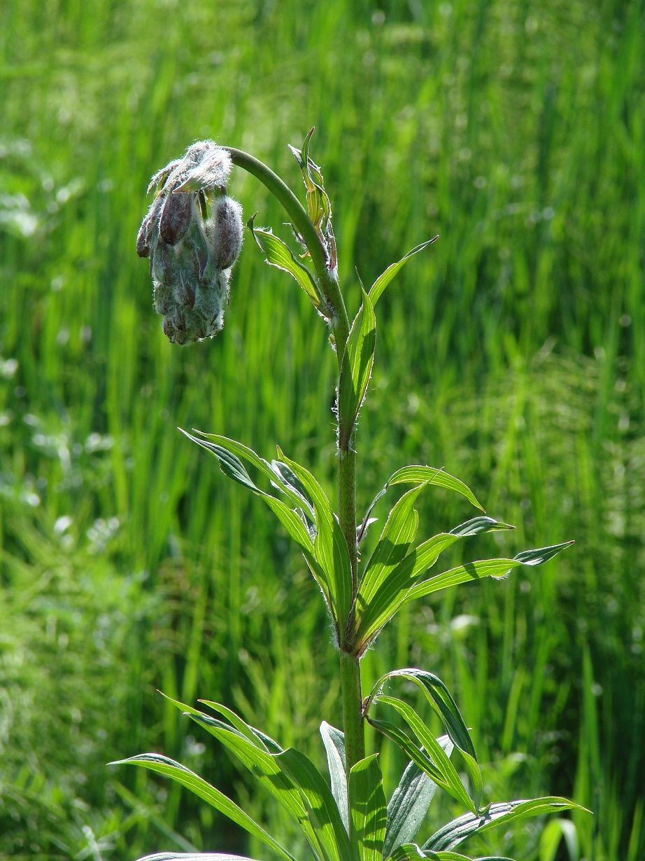 Image of Lilium pilosiusculum specimen.