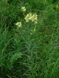 Linaria vulgaris. Цветущее растение. Иркутская обл, Слюдянский р-н, окр. пос. Култук, долина р. Култучная, луг. 25.07.2019.