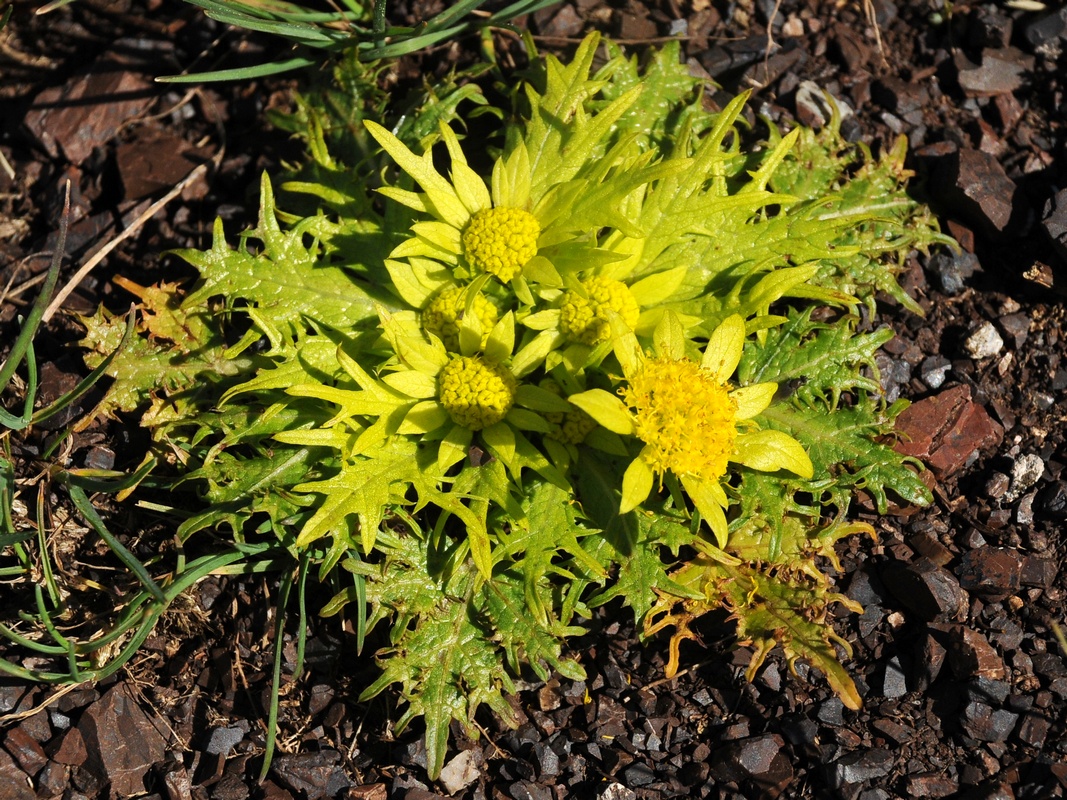 Image of Sanicula arctopoides specimen.