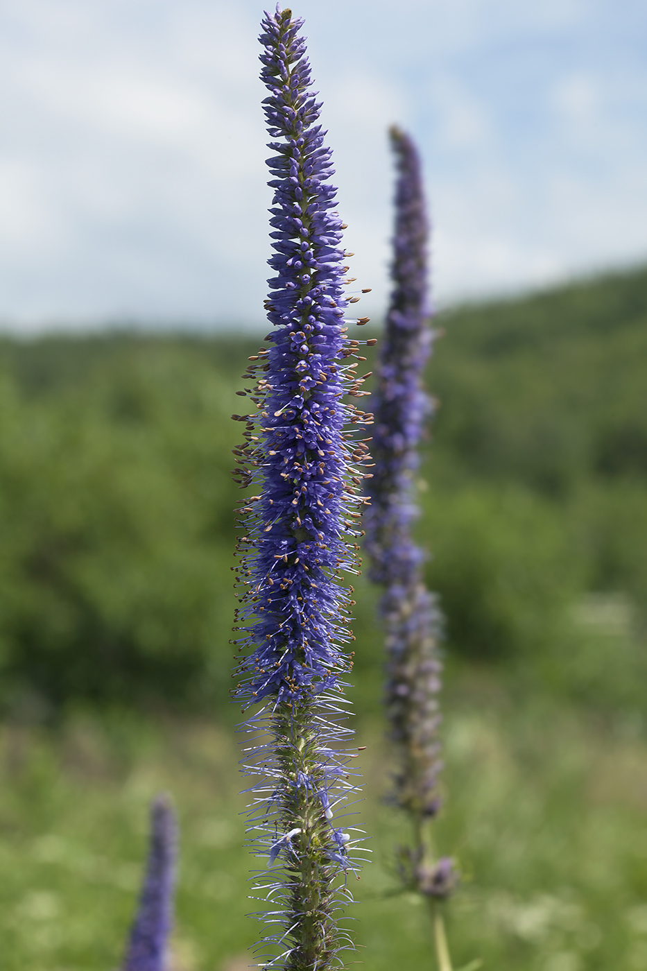 Image of Veronicastrum borissovae specimen.