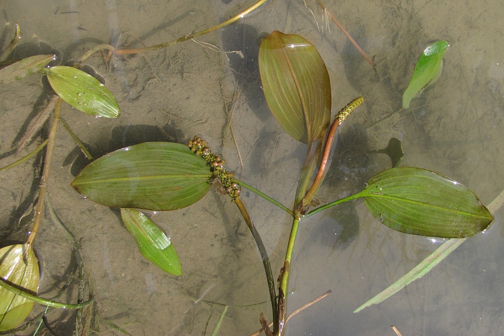 Image of Potamogeton nodosus specimen.