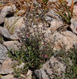 Teucrium divaricatum ssp. canescens