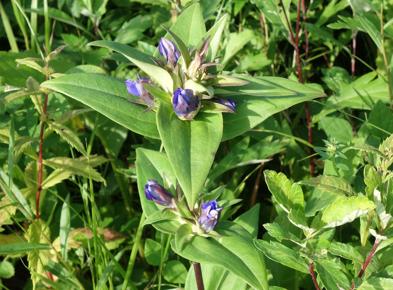 Image of Gentiana scabra specimen.