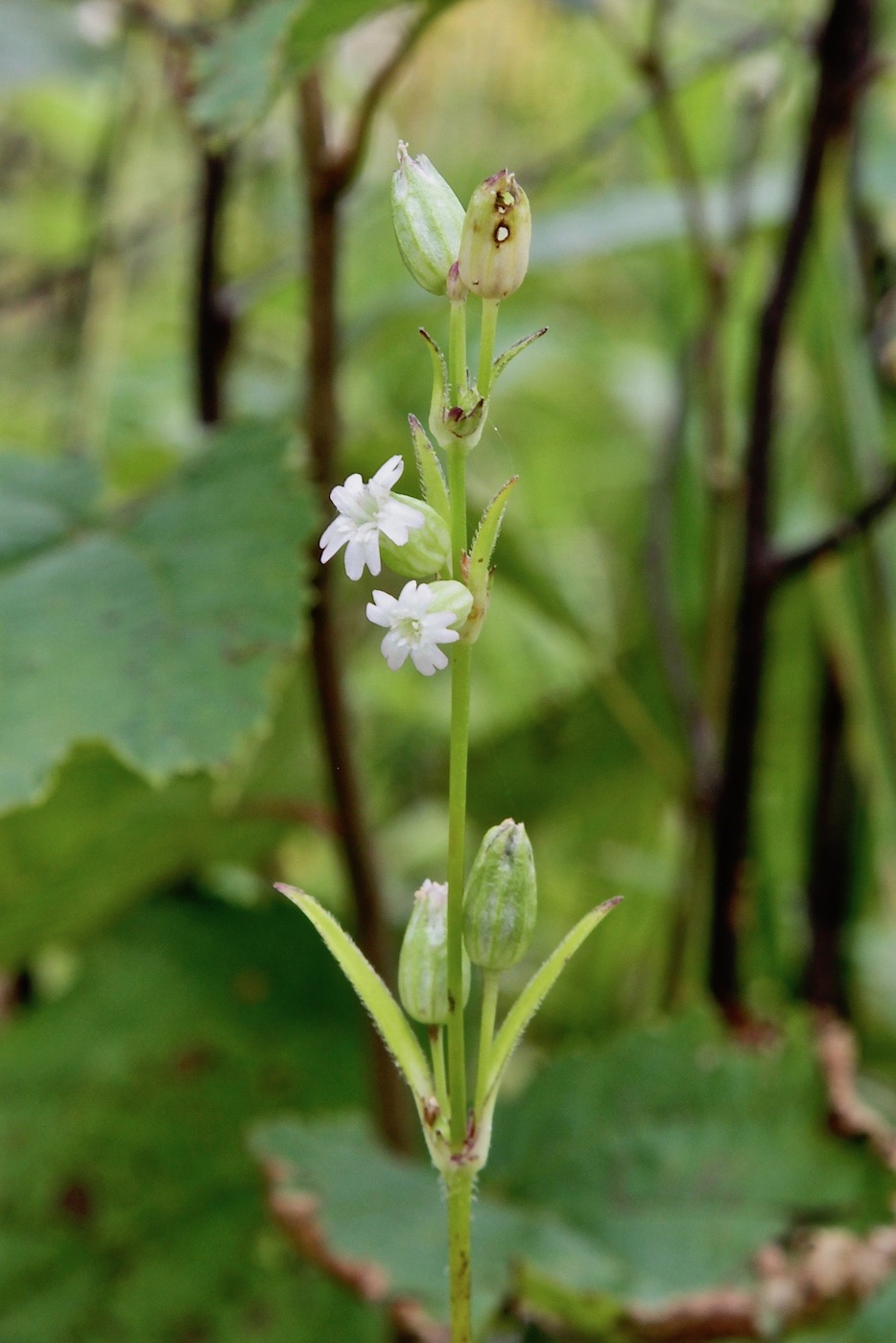 Image of Silene firma specimen.