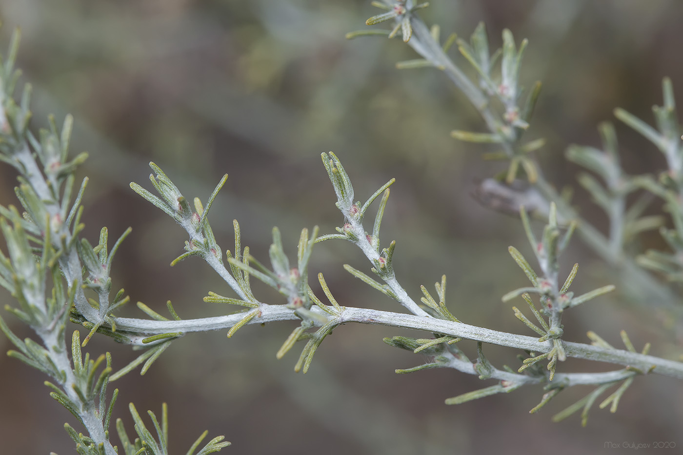 Изображение особи Artemisia taurica.