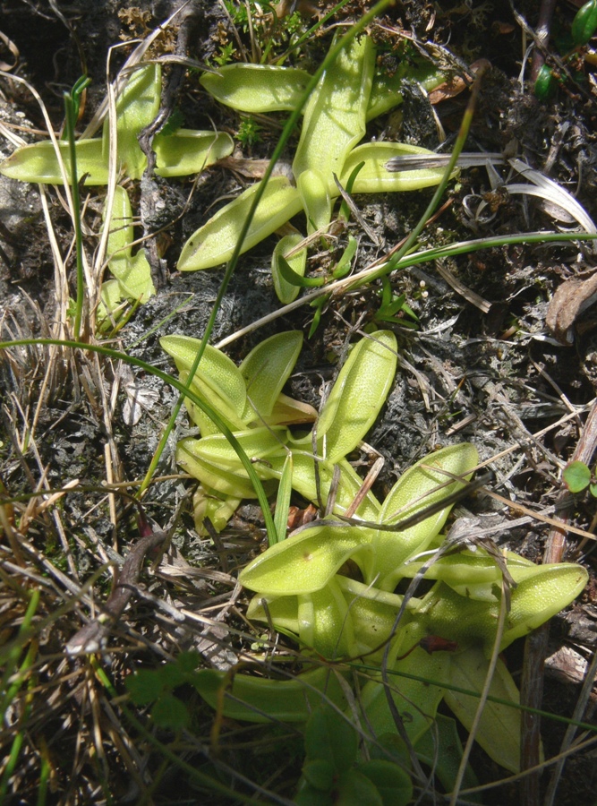 Image of Pinguicula alpina specimen.