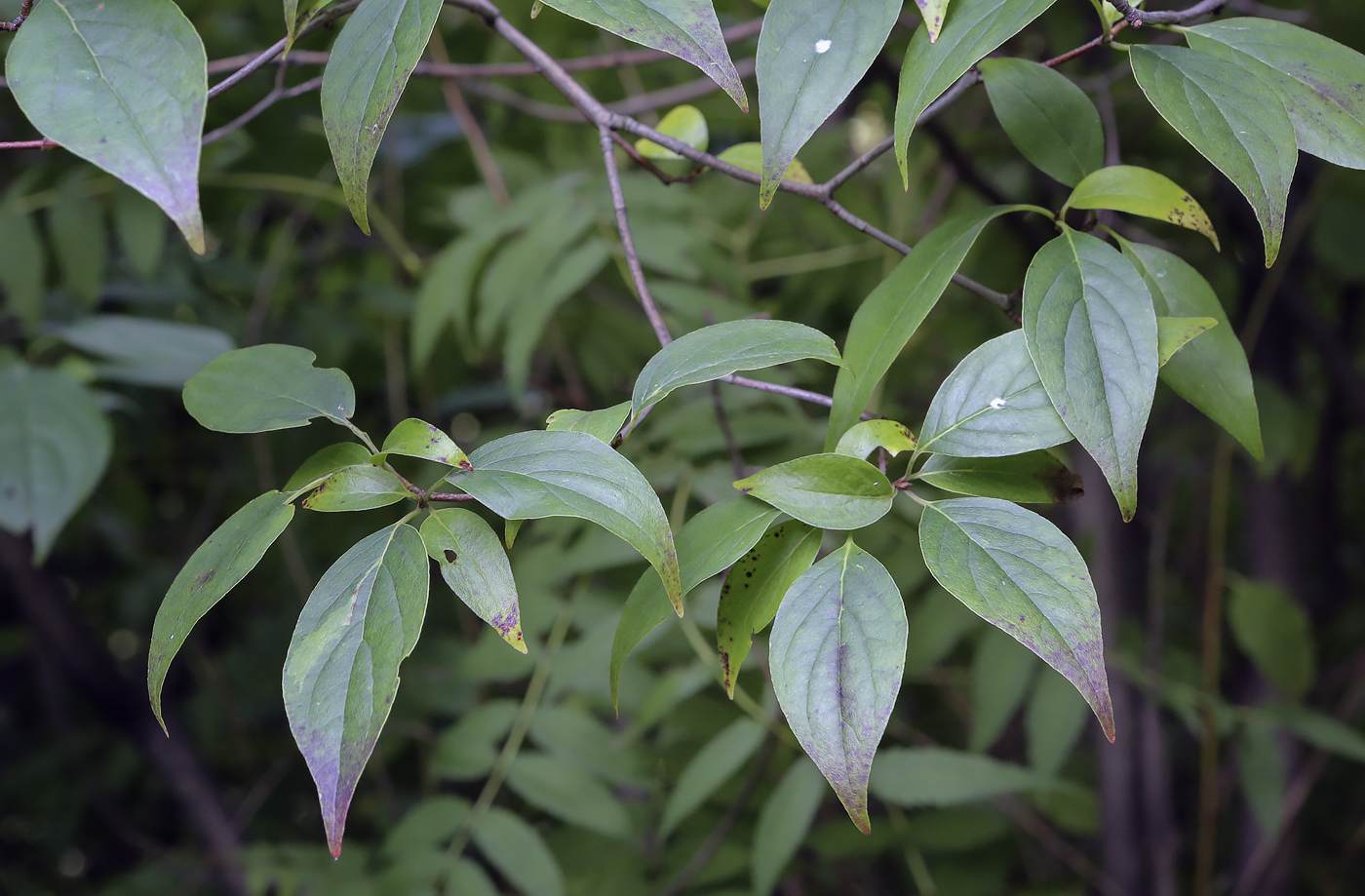 Image of Swida racemosa specimen.