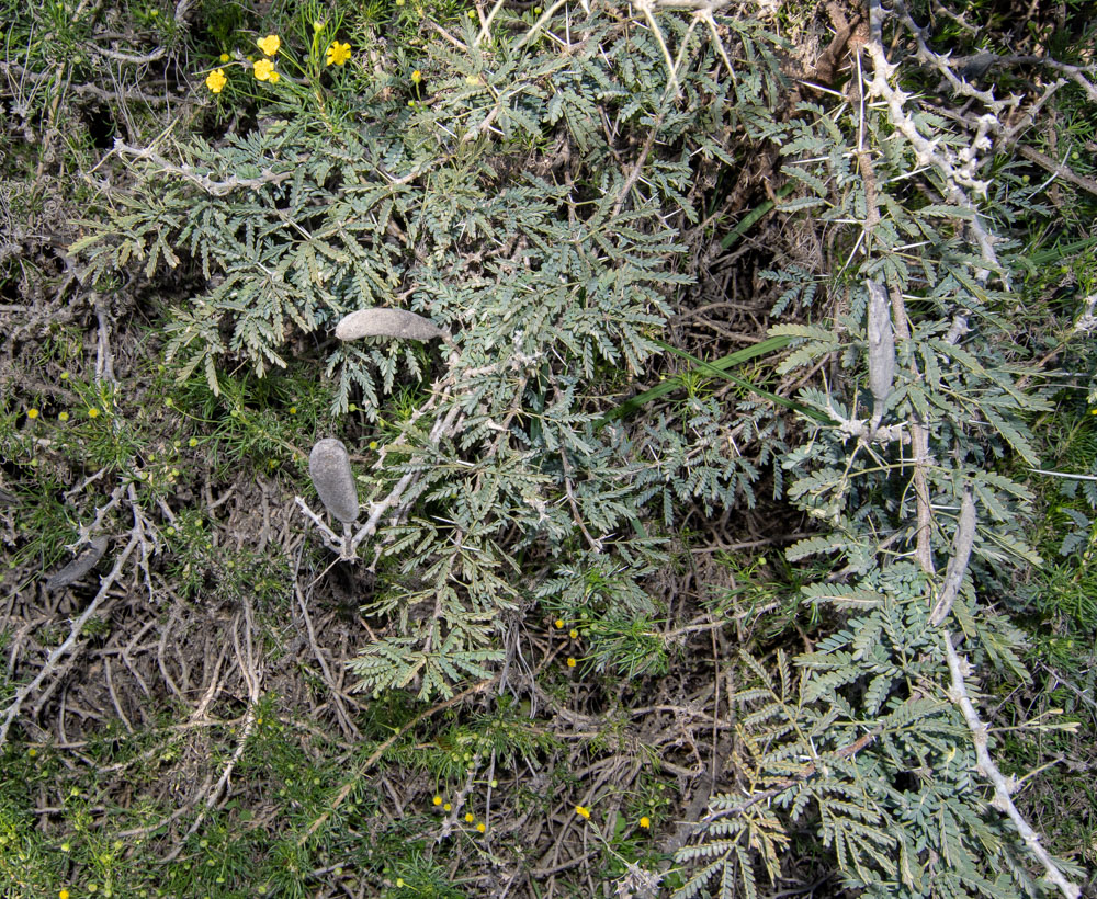 Image of Vachellia hebeclada specimen.