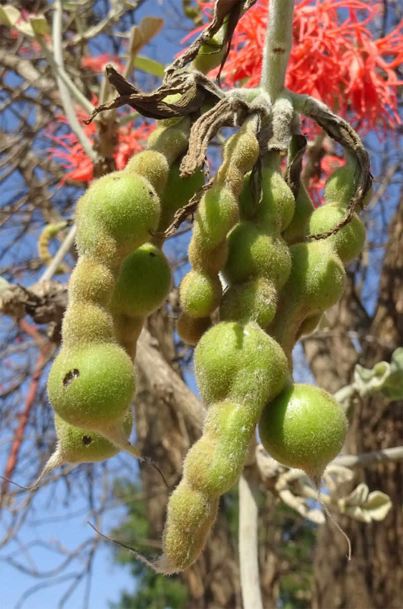 Image of Erythrina abyssinica specimen.