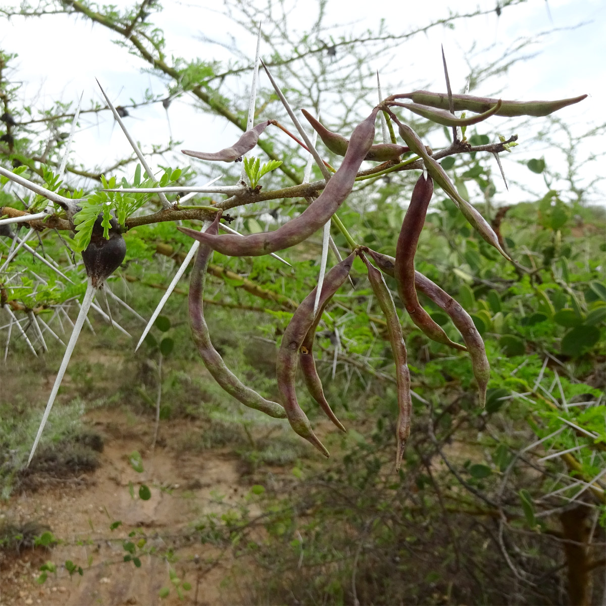 Изображение особи Vachellia zanzibarica.