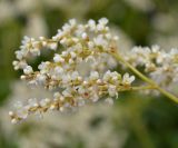 Aconogonon alpinum