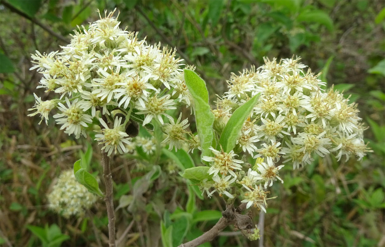 Image of Anisopappus stuhlmannii specimen.