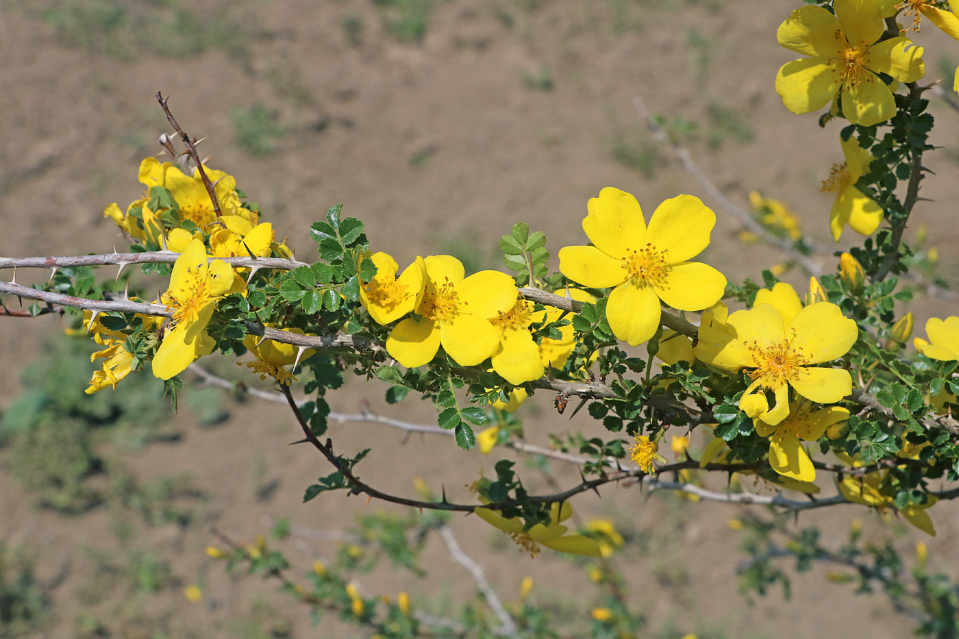 Image of Rosa ecae specimen.