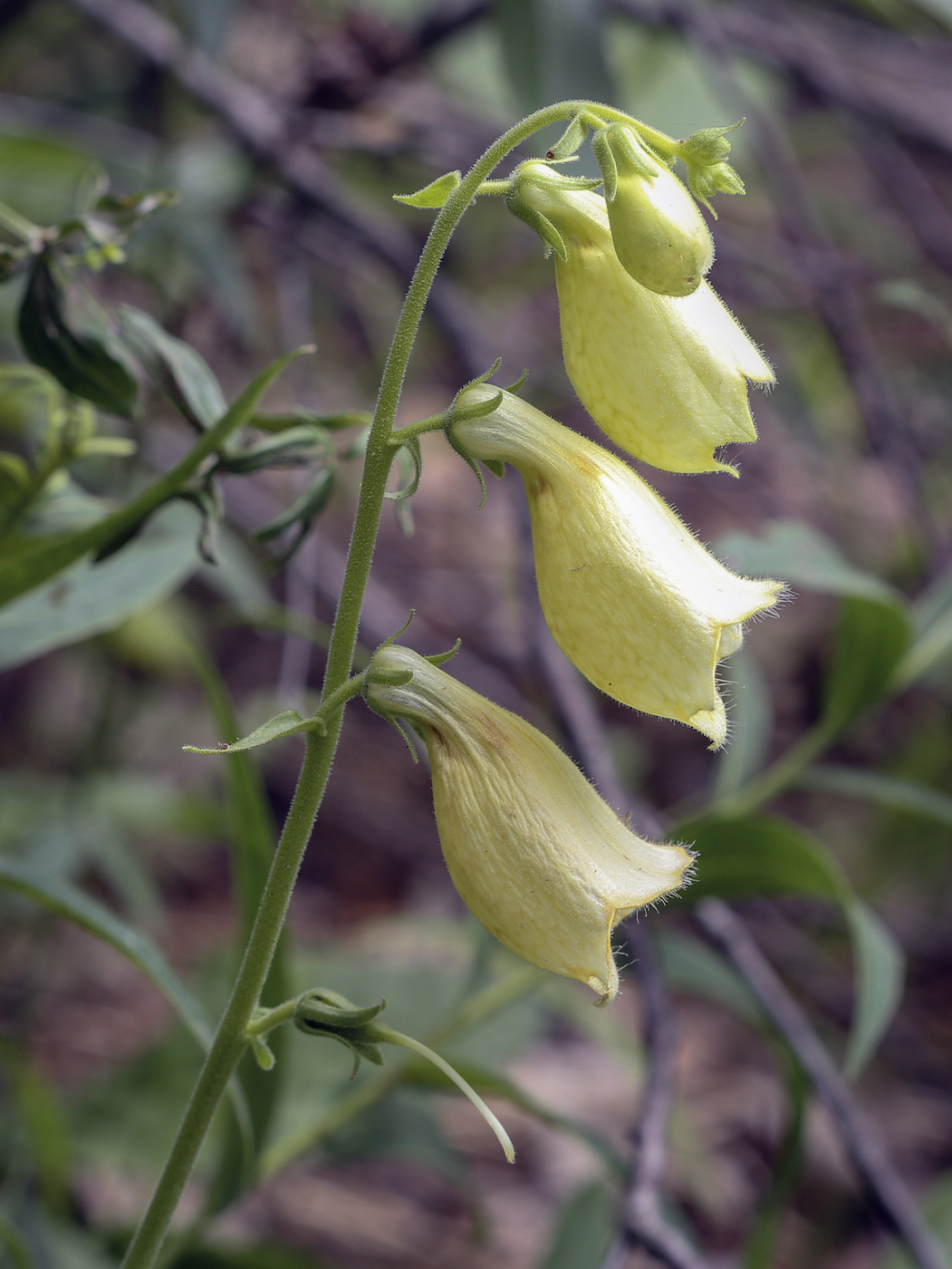 Image of Digitalis grandiflora specimen.